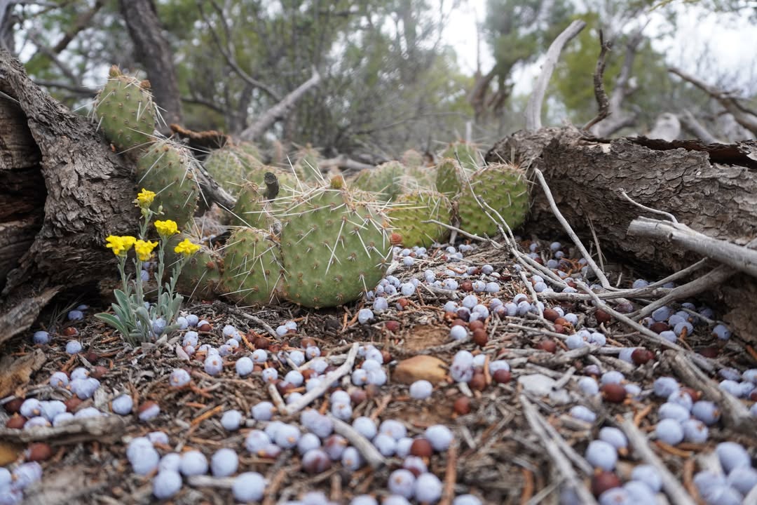 Plains prickly pear