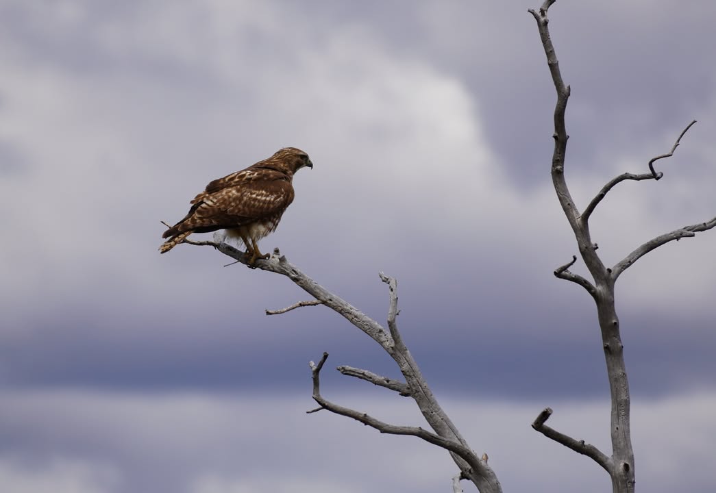 Red Tailed Hawk