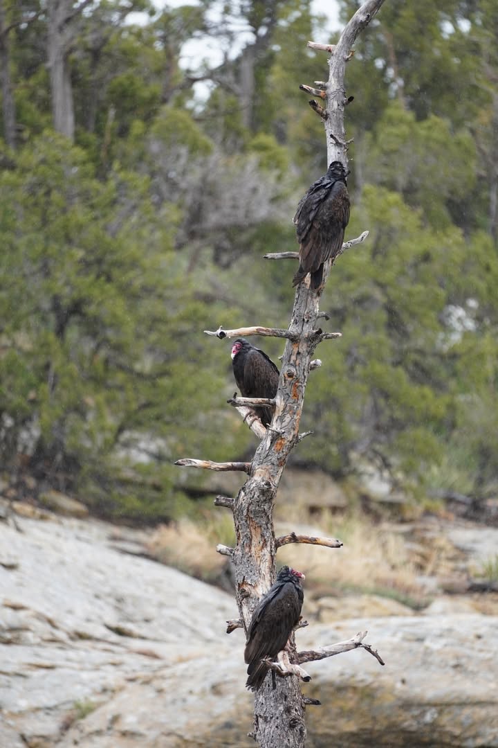Turkey Vultures near Chapin Mesa Musuem