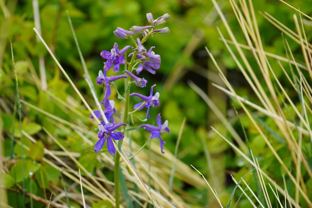 Wild blue flax
