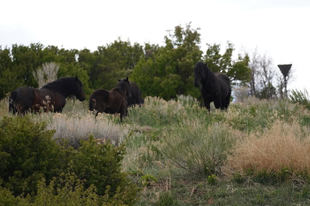 Wild horses