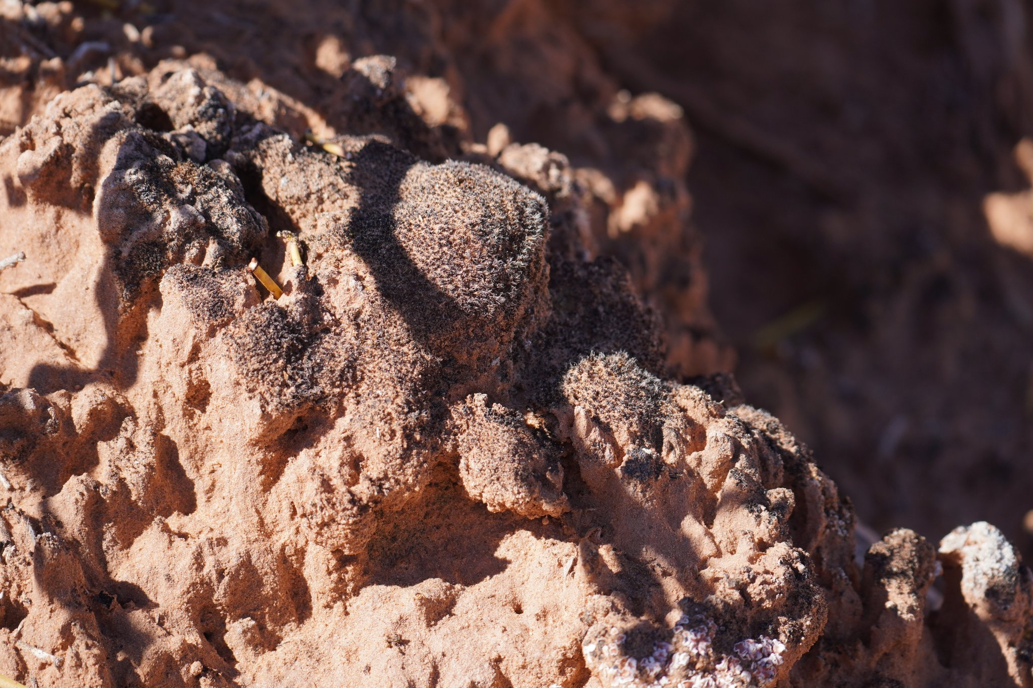 Biological Soil Crust