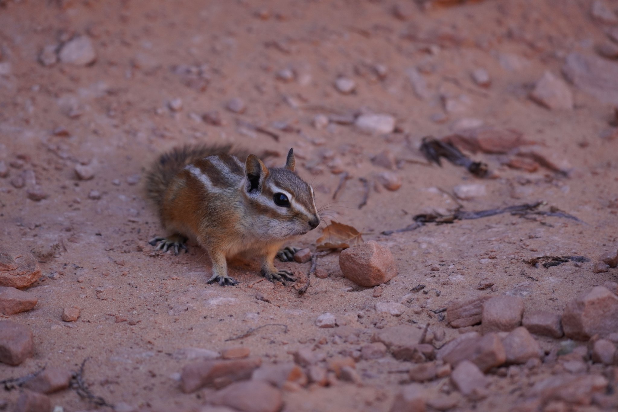 Chipmunk at Double O Arch