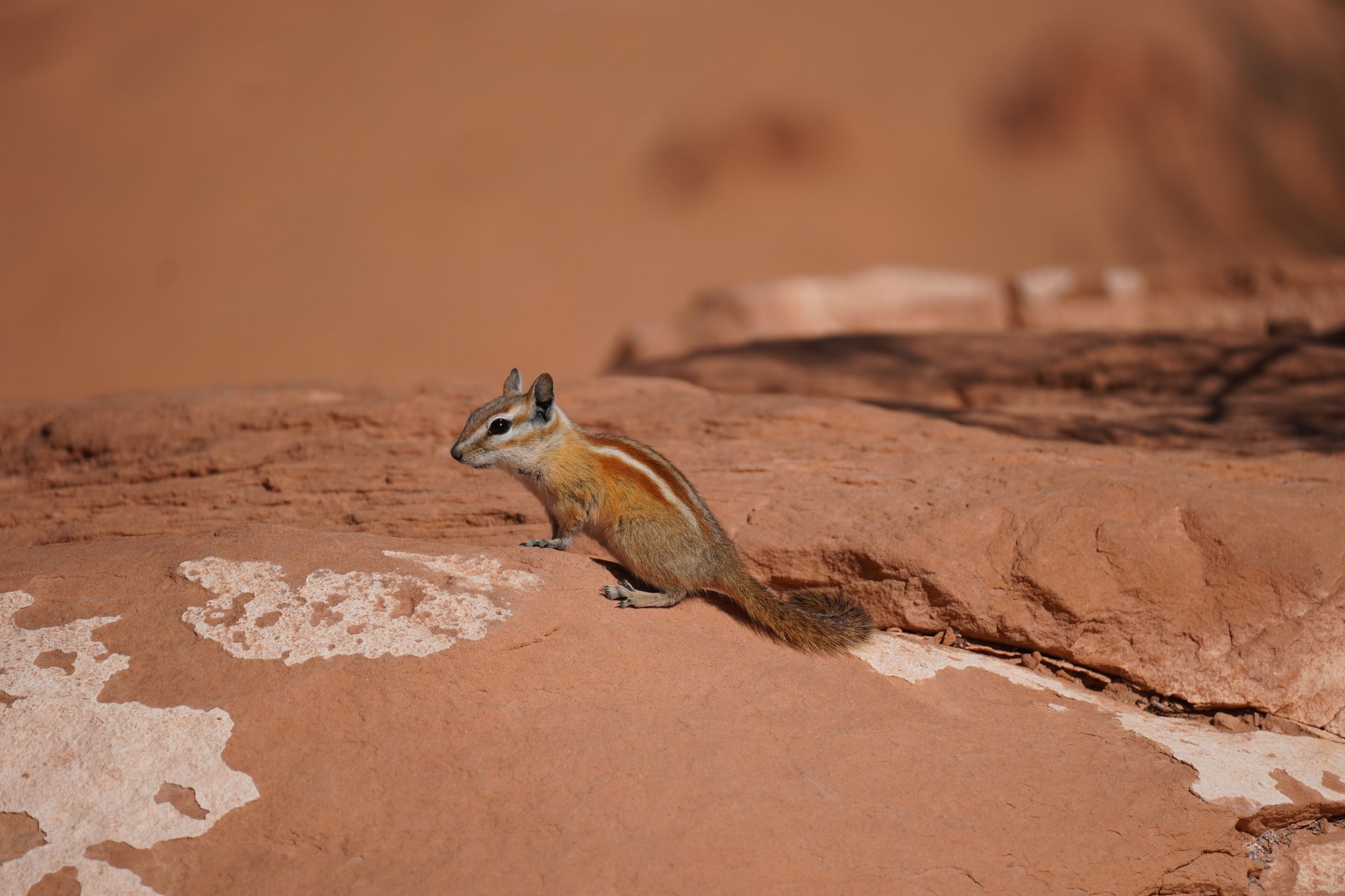 Chipmunt along the Trail