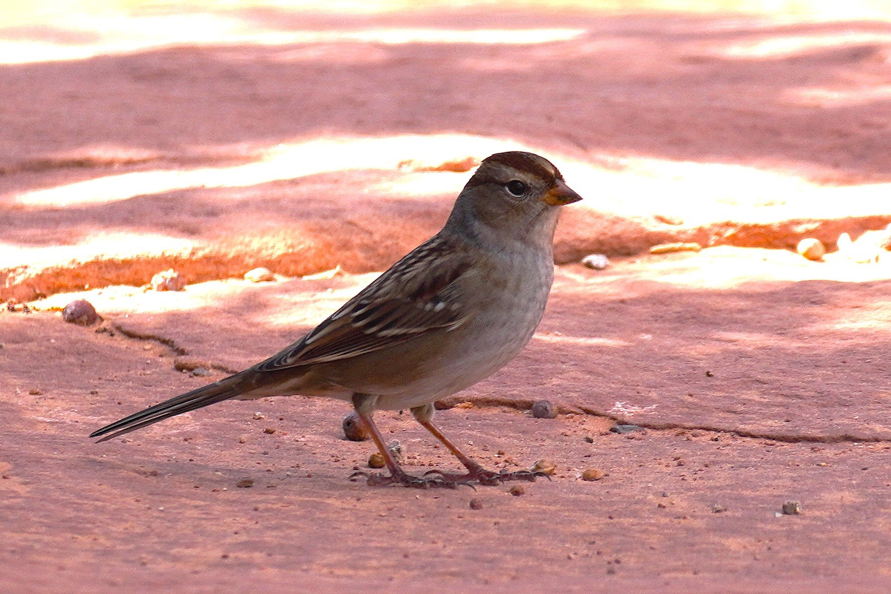 Chipping Sparrow