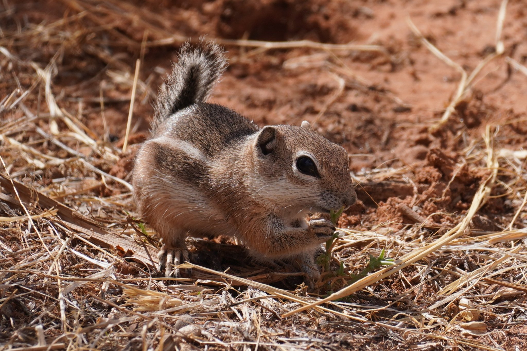 Cliff Chipmunk at Dead Horse Point