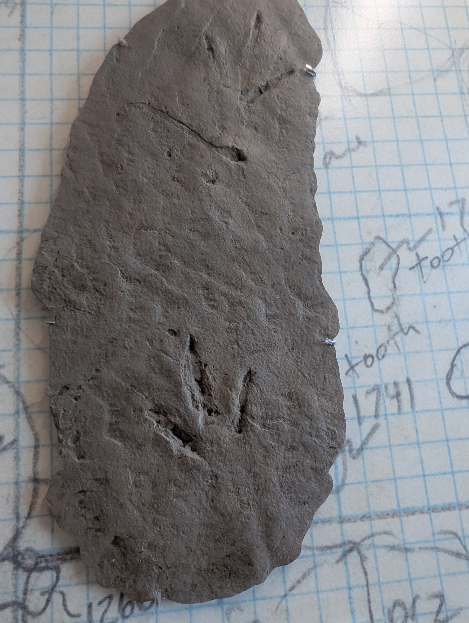 Dinosaur Print at Utahraptor State Park Museum