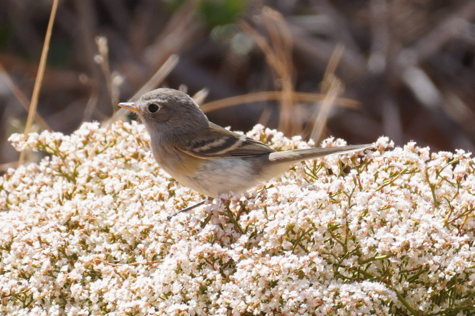 Flycatcher perched on Cliffrose