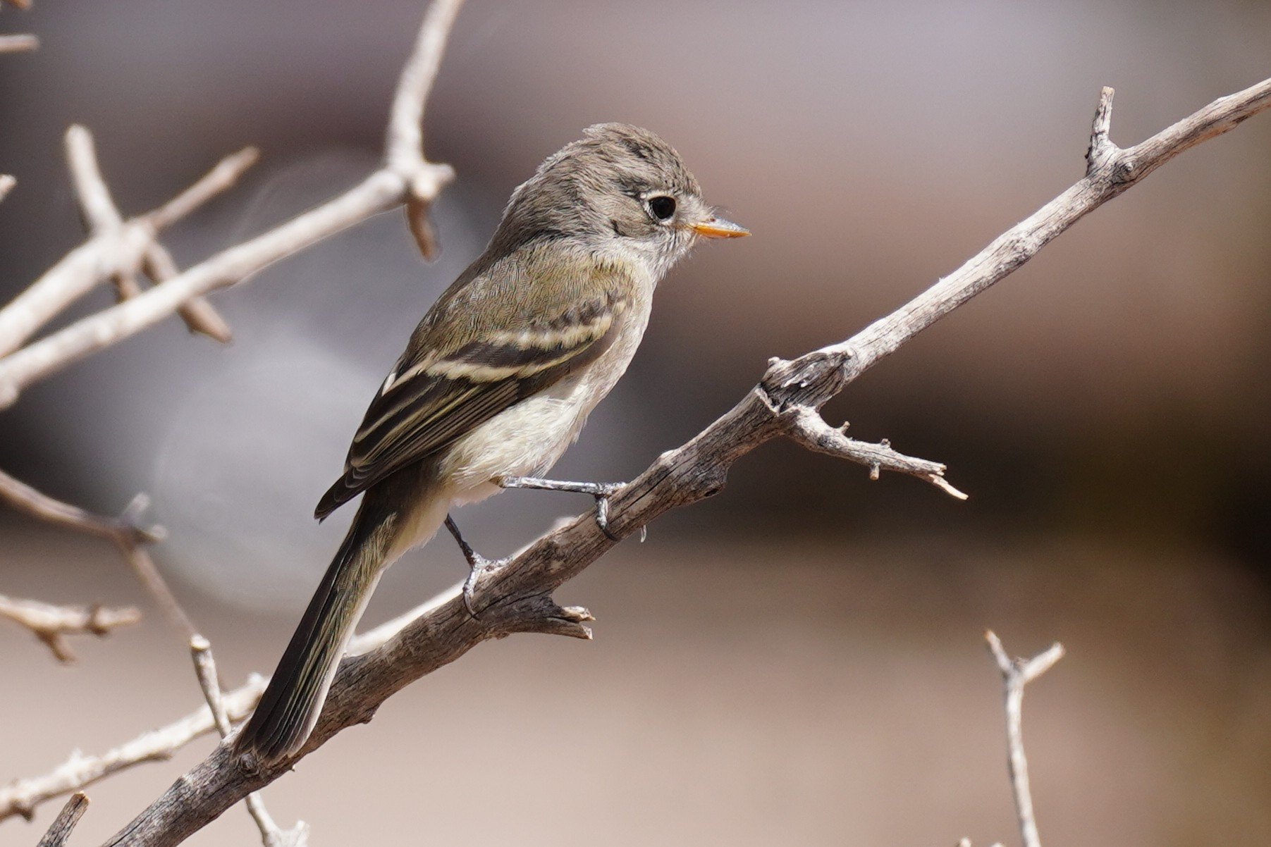 Gray Flycatcher at Dead Horse Point