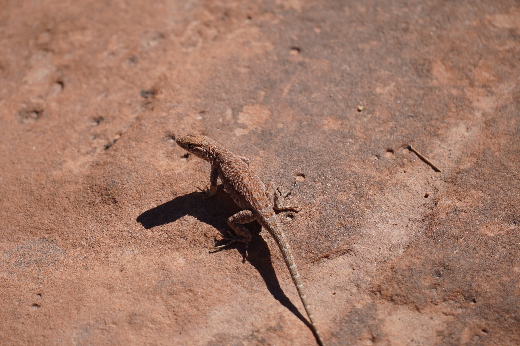 Lizard on Whale Rock