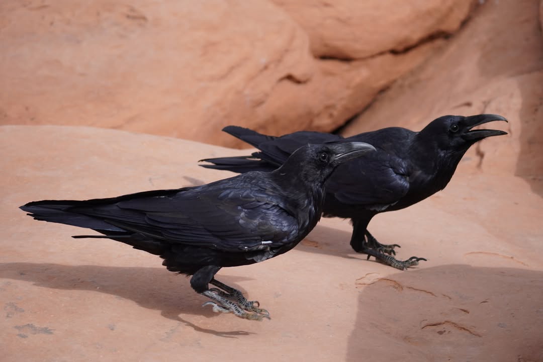 Ravens at Delicate Arch