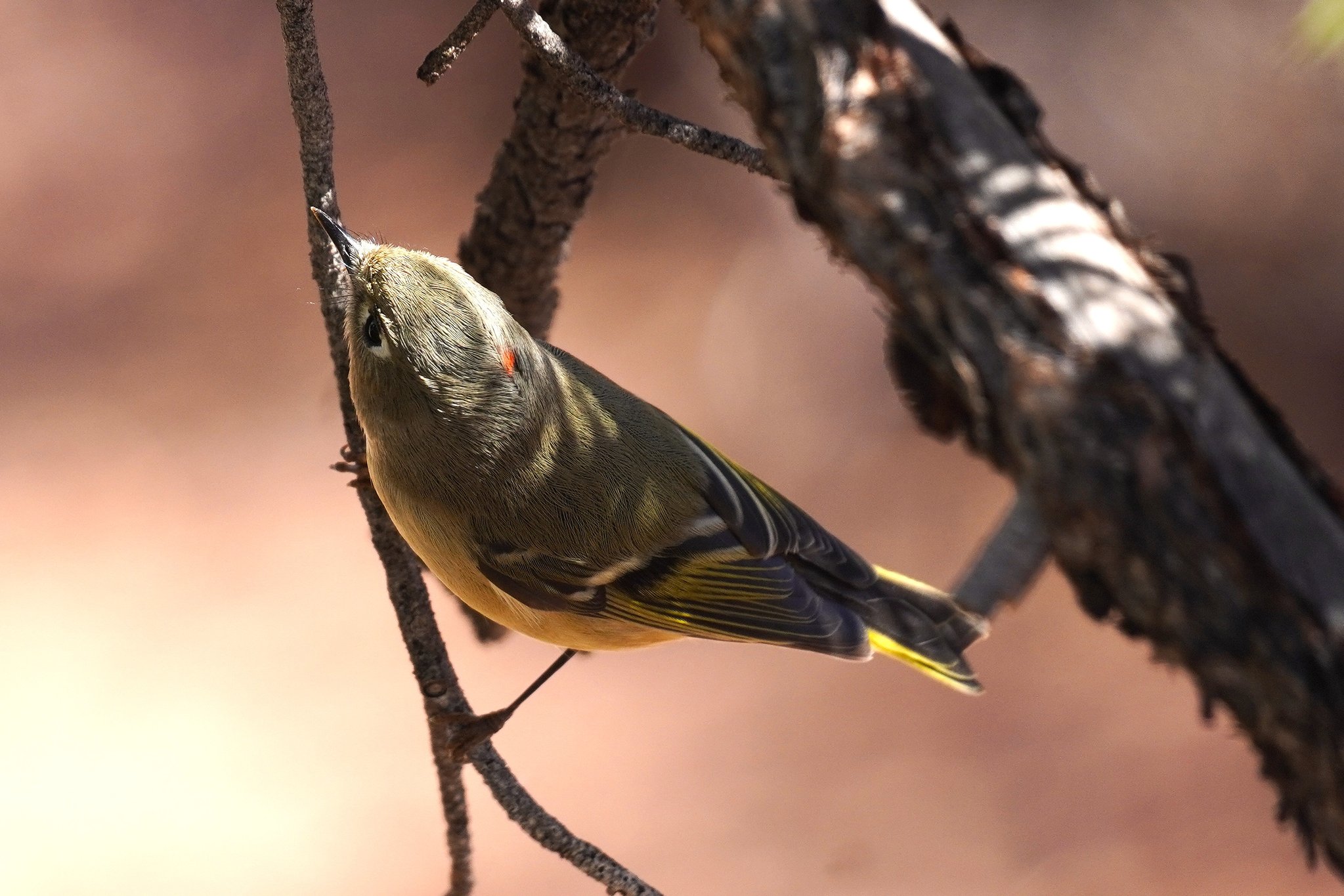 Ruby-crowned Kinglet near Visitor Center