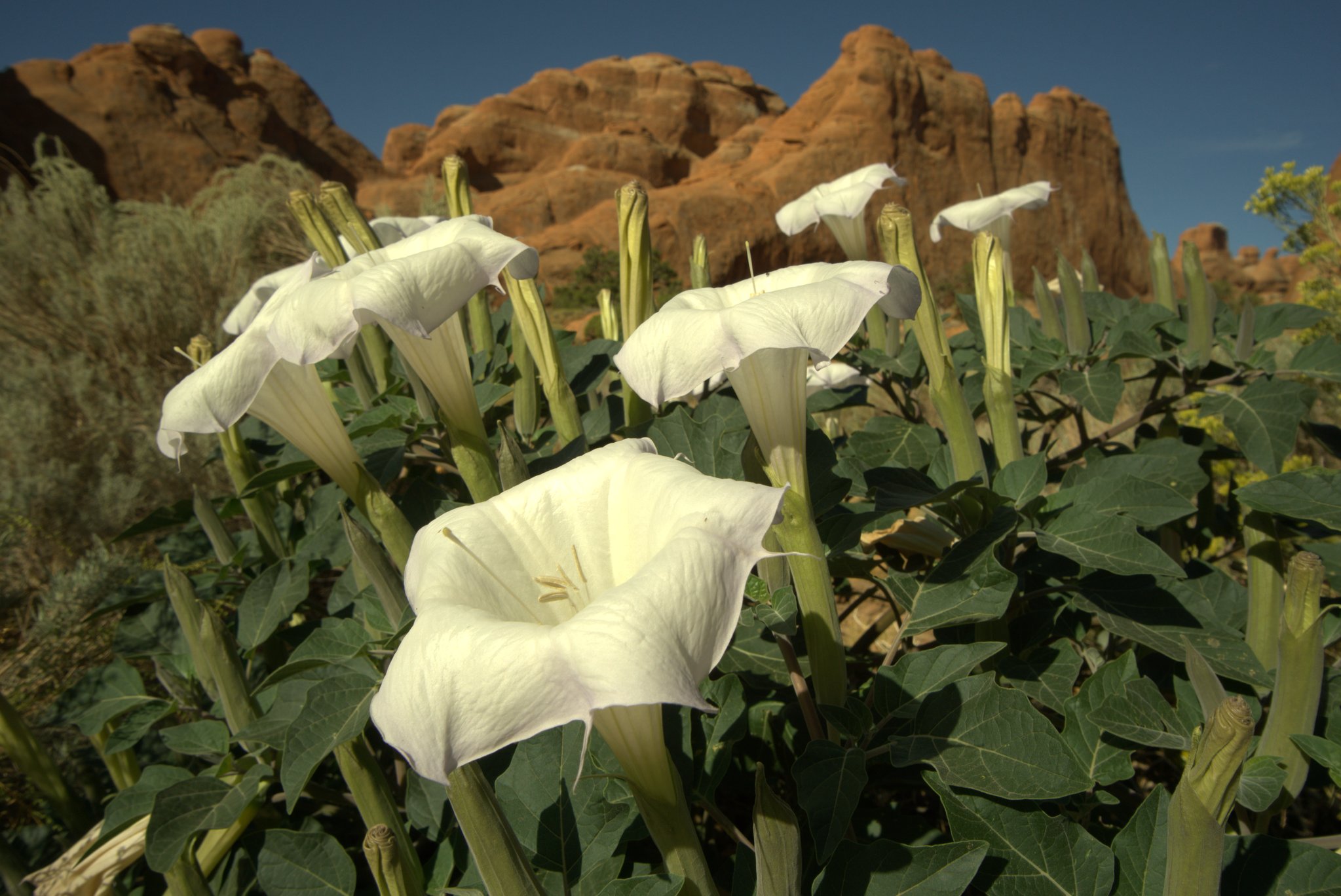 Sacred Datura in Bloom at Devil's Garden Trailhead