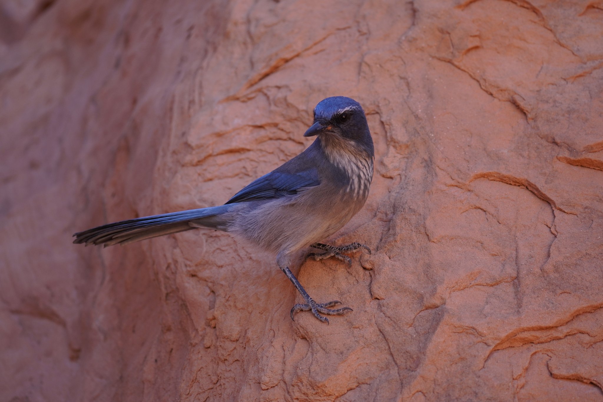 Woodhouse’s Scrub-Jay at Double O Arch