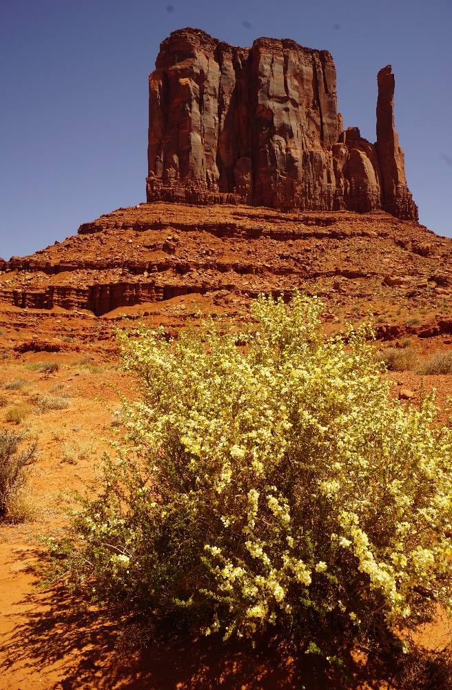 Fourwing Saltbush in front of West Mitten Butte