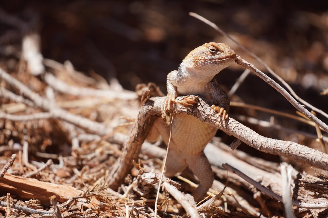 Side-blotched lizard