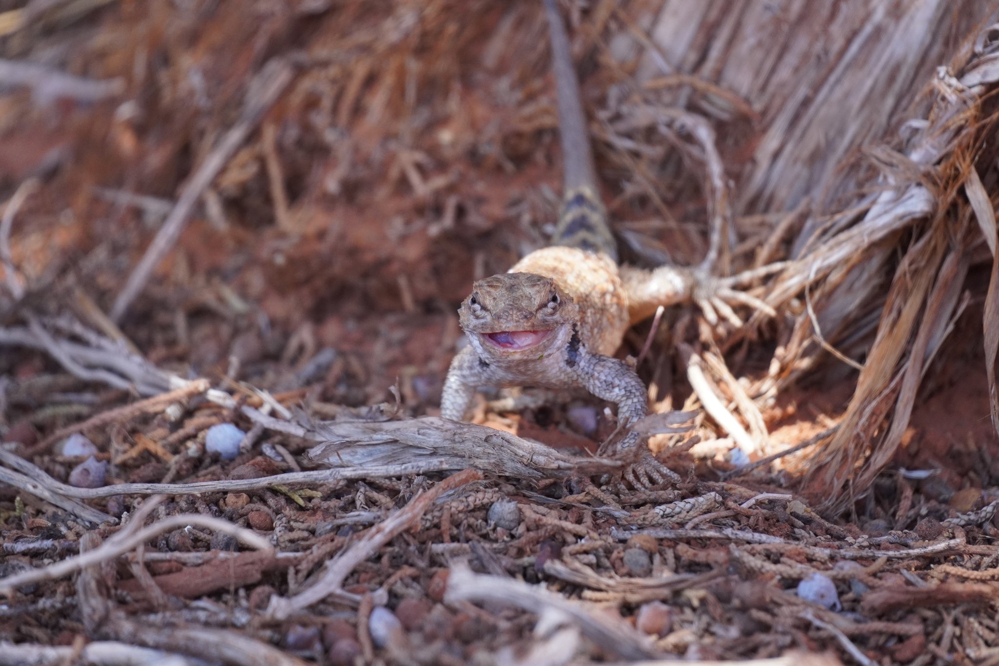 Side-blotched lizard