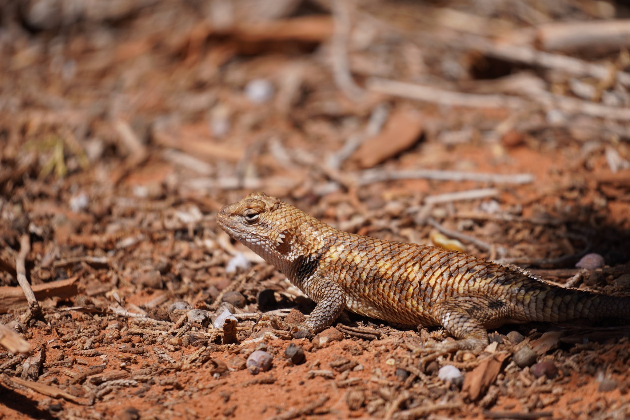 Side-blotched lizard