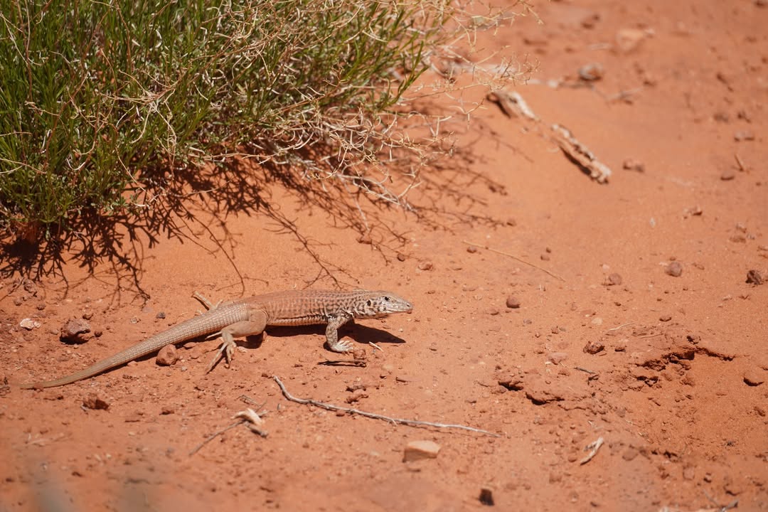 Zebra-tailed lizard