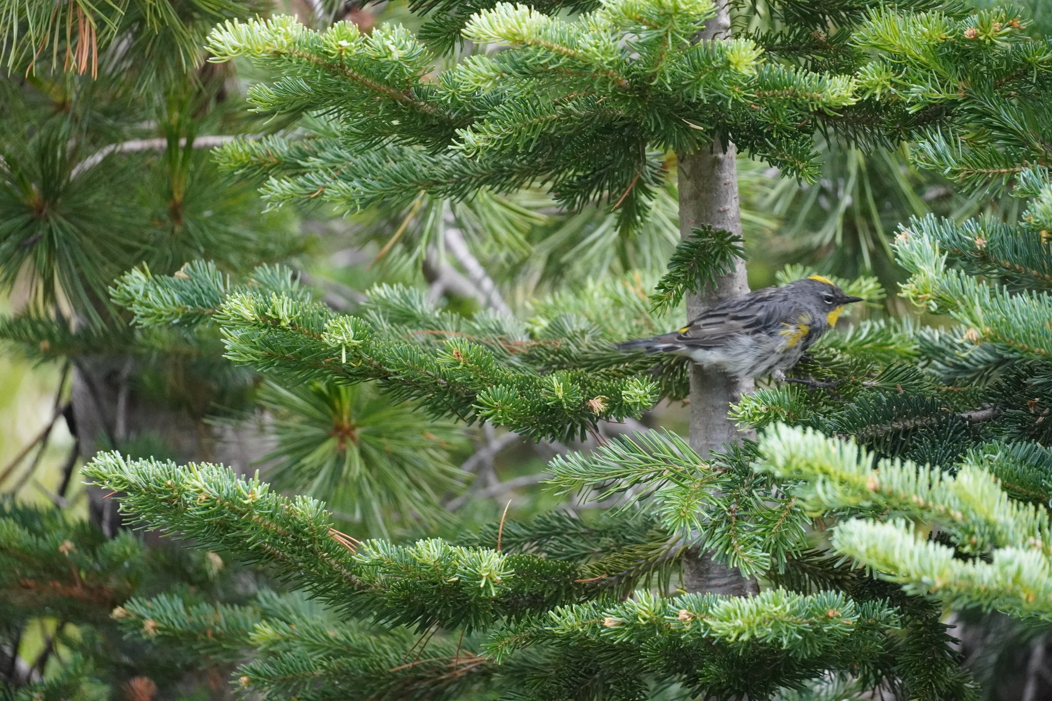 Audubon’s Yellow-rumped Warbler