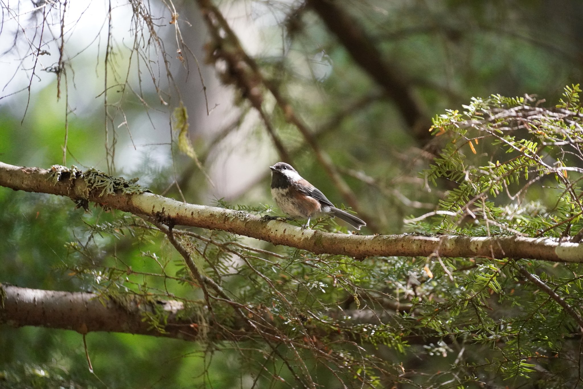 Chestnut-backed Chickadee