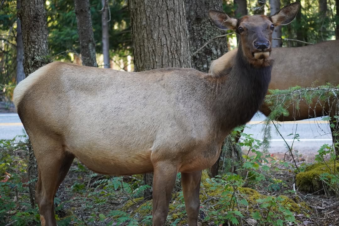 Elk off Chinook Pass Hwy