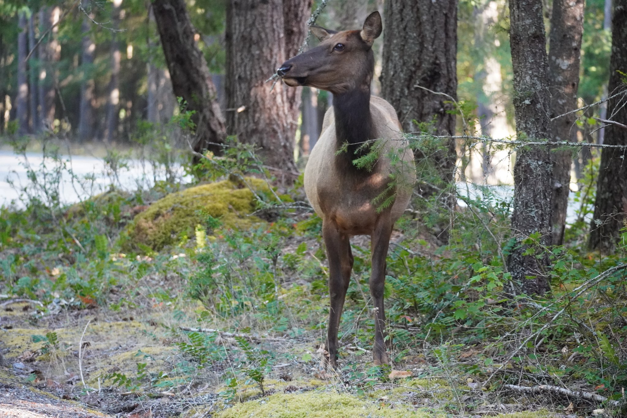 Elk off Chinook Pass Hwy