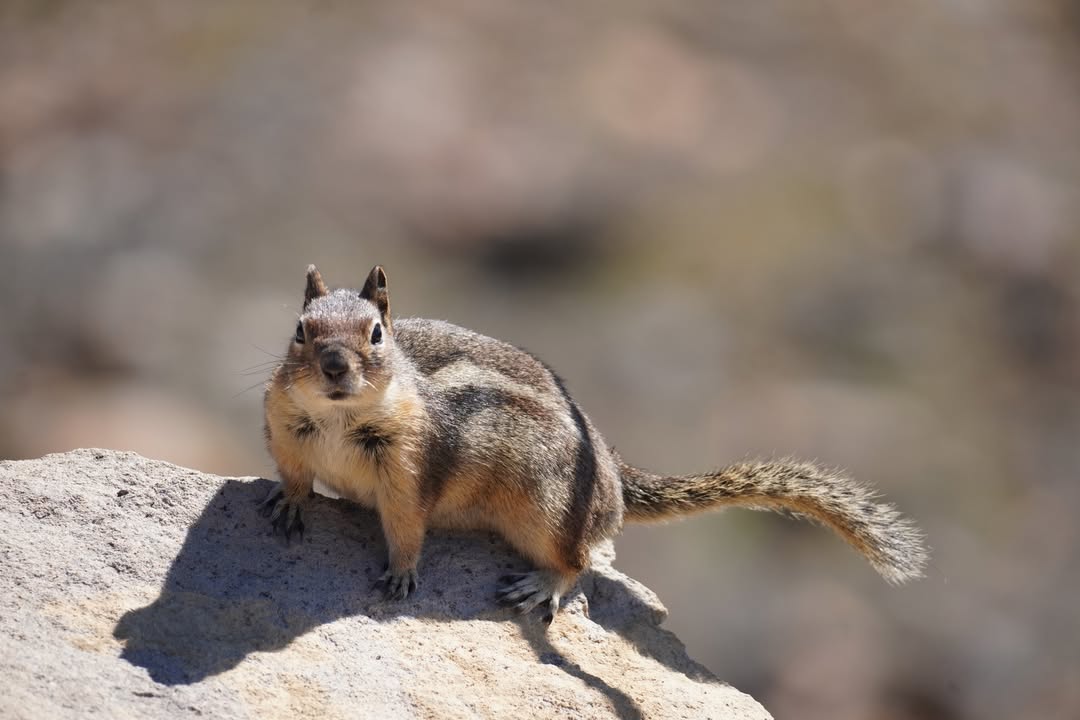 Ground squirrel on Skyline Trail