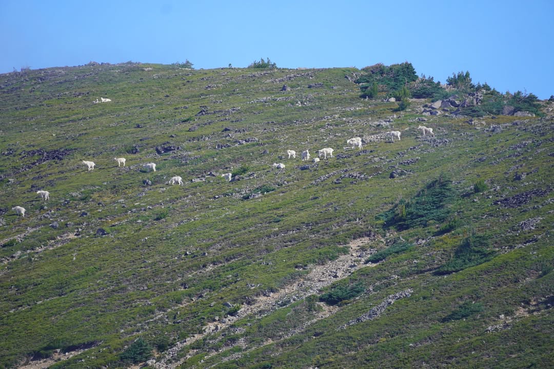 Herd of Mountain Goat on Mount Fremont