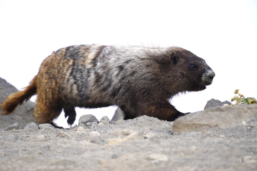 Marmot at Burroughs 1