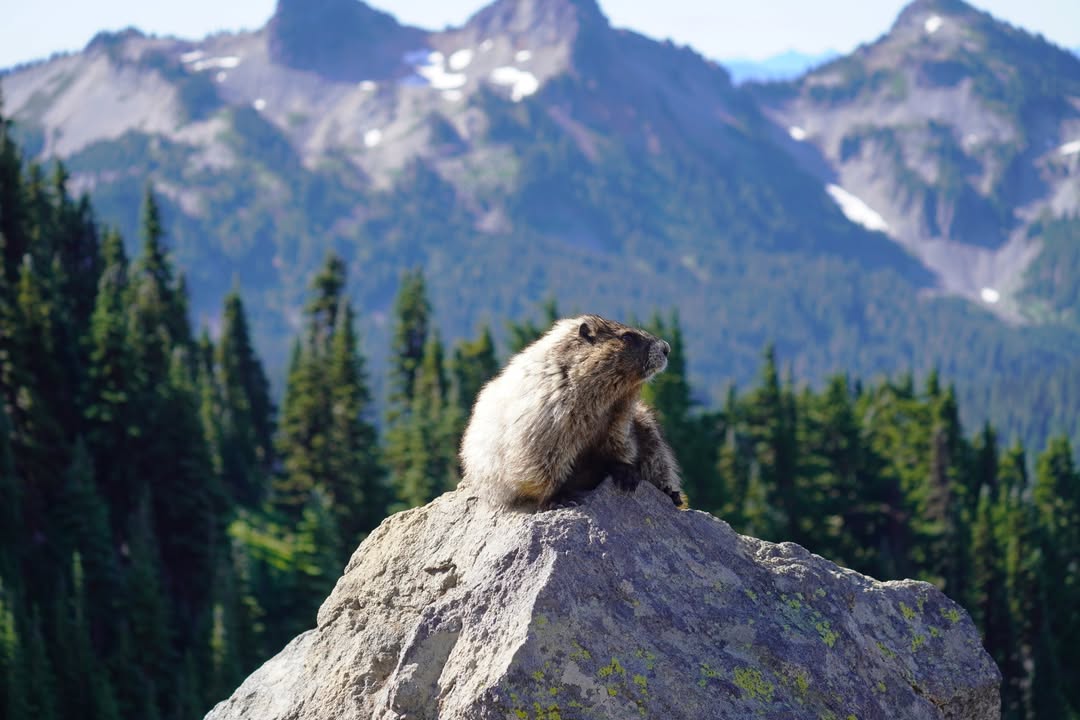 Marmot on Skyline Trail