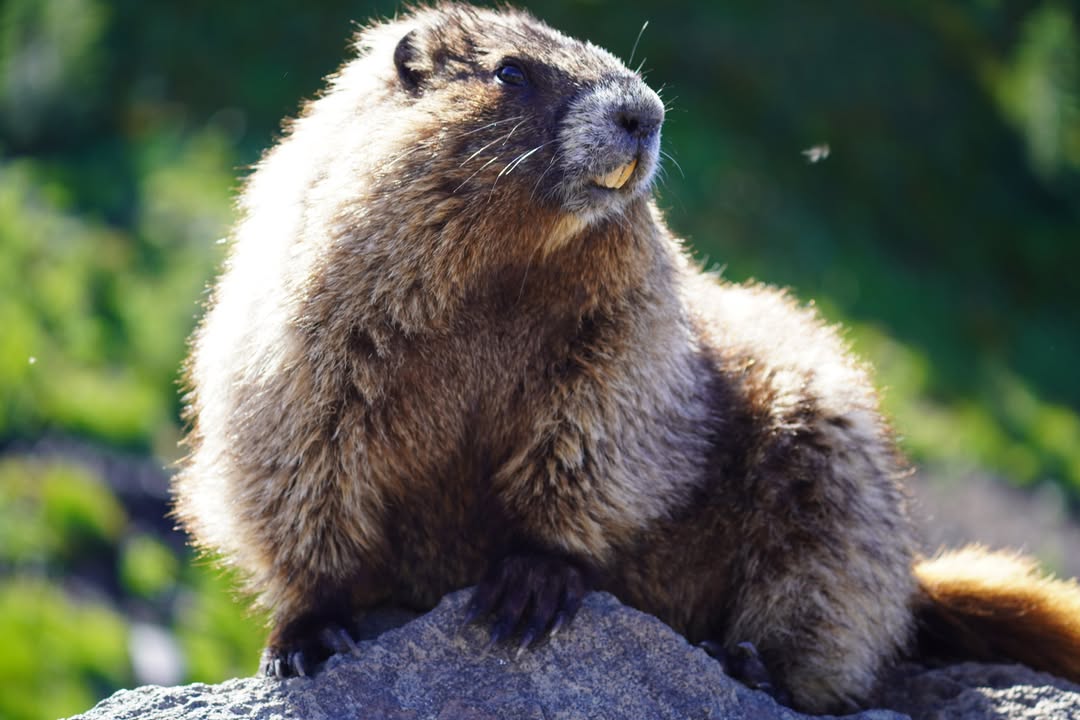 Marmot on Skyline Trail