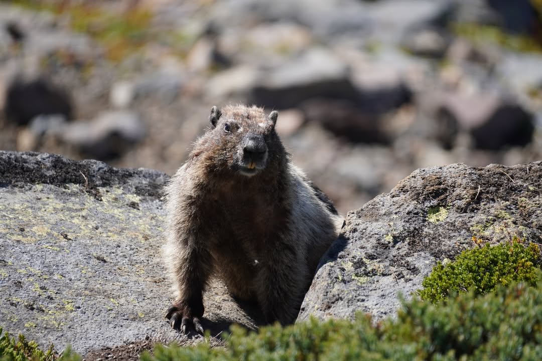 Marmot on Skyline Trail