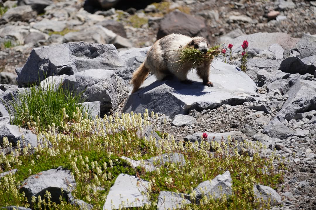 Marmot on Skyline Trail
