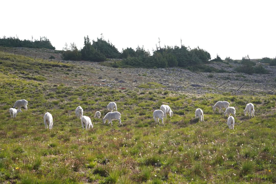 Mountain Goat herd after Descending from Mount Fremont