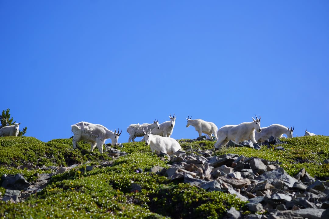 Mountain Goat on Mount Fremont