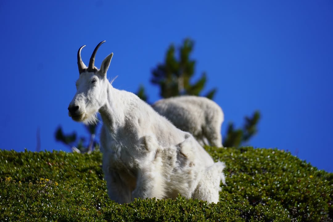 Mountain Goat on Mount Fremont