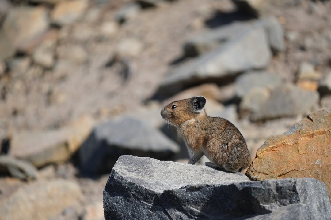 Pika Along Sourdough Ridge Trail