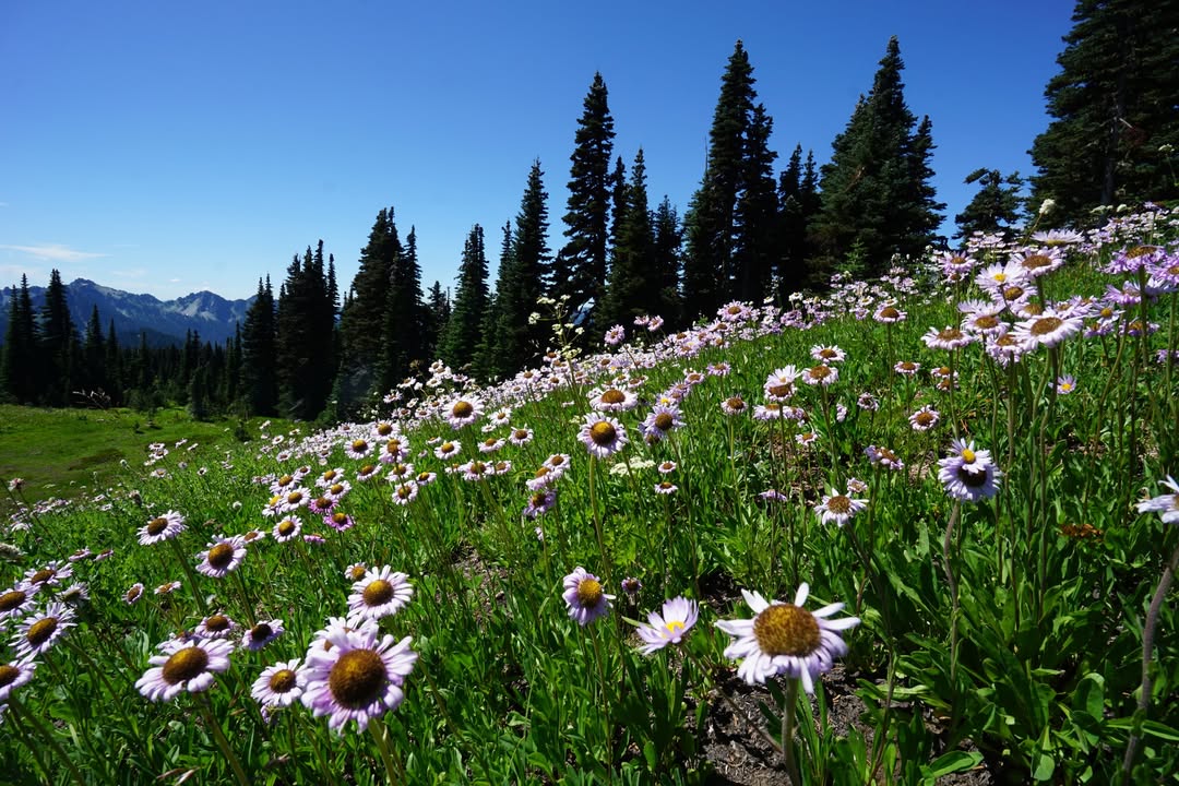 Skyline Trail Wildflowers