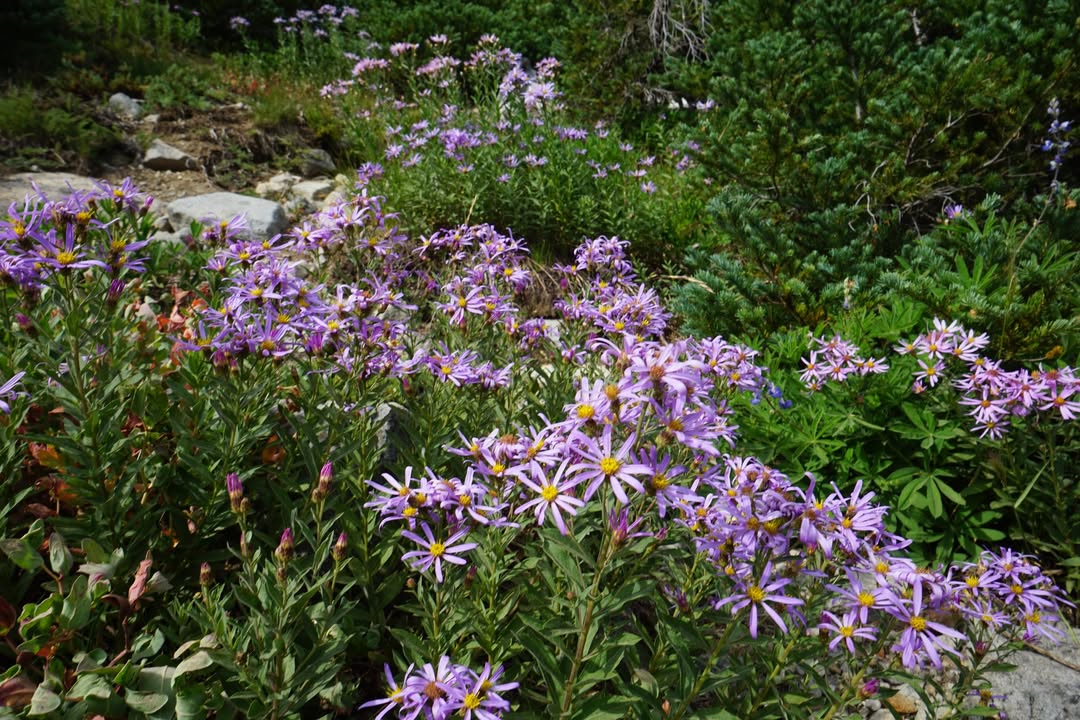 Subalpine Asters on Burroughs Mountain Trail