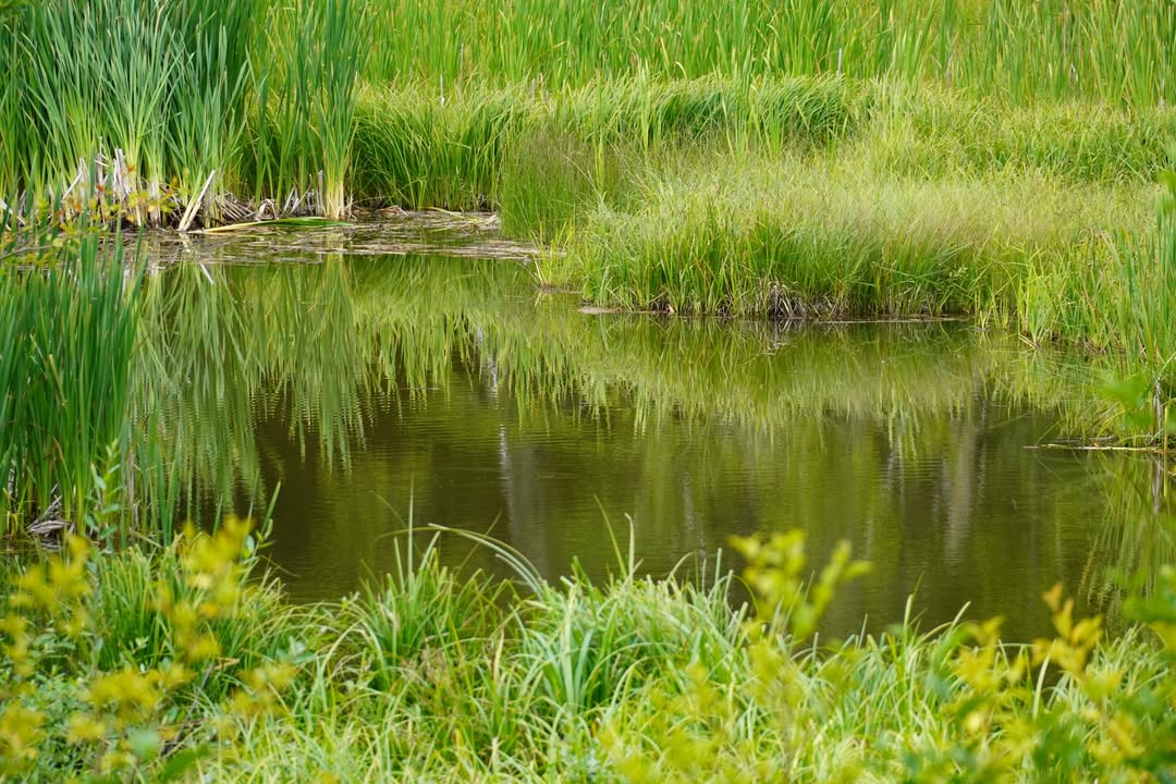Trail of the Shadows