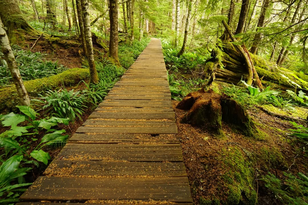 Trail of the Shadows at Longmire