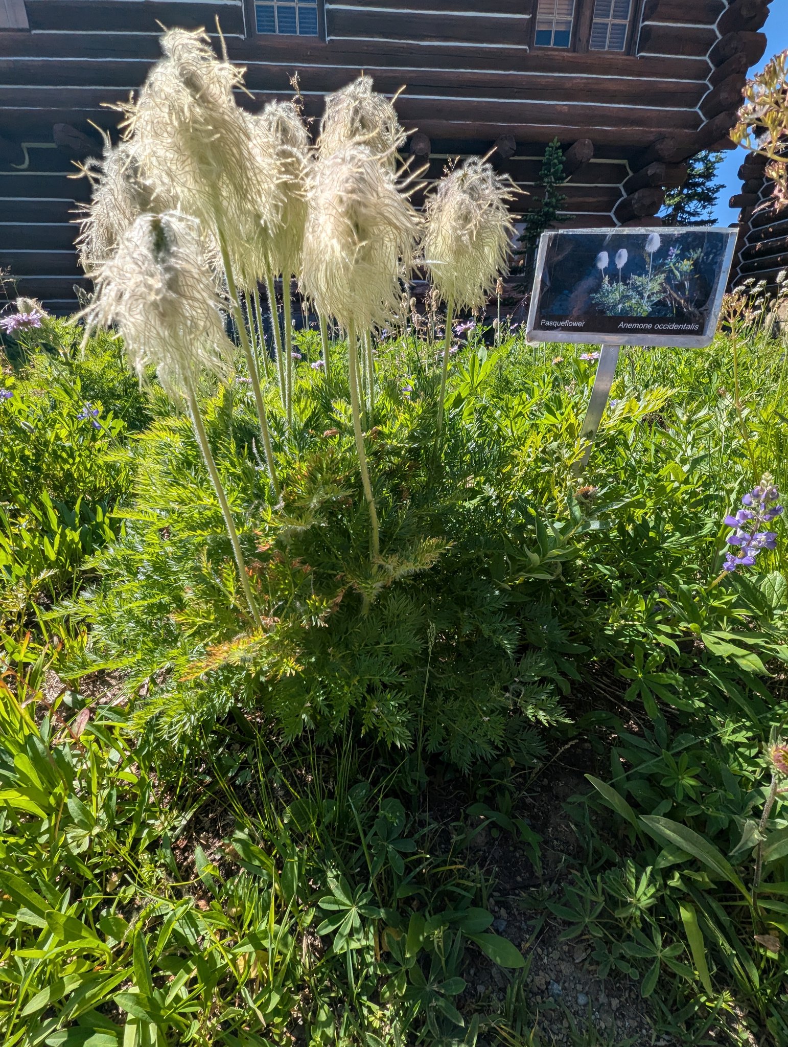 Western Pasqueflower at Sunrise Visitors Center