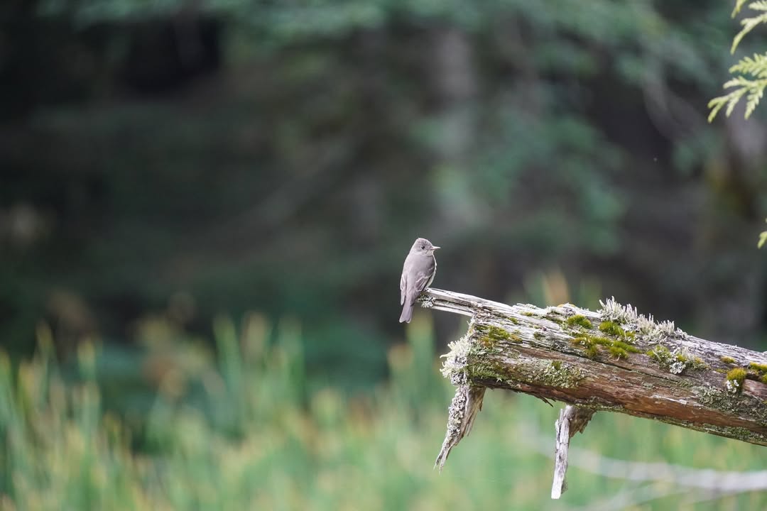 Western Wood-Pewee on Trail of the Shadows