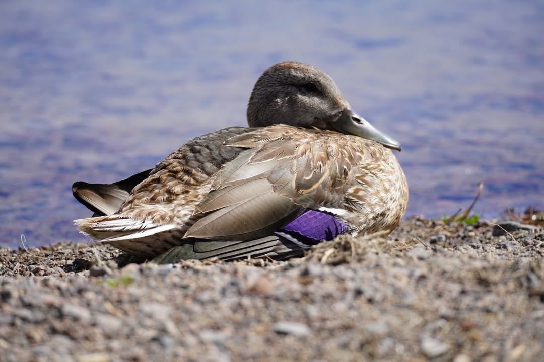 female Gadwall duck at Paulina Lake
