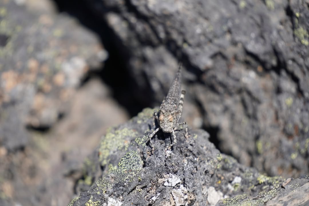 Grasshopper at Trail of the Molten Land