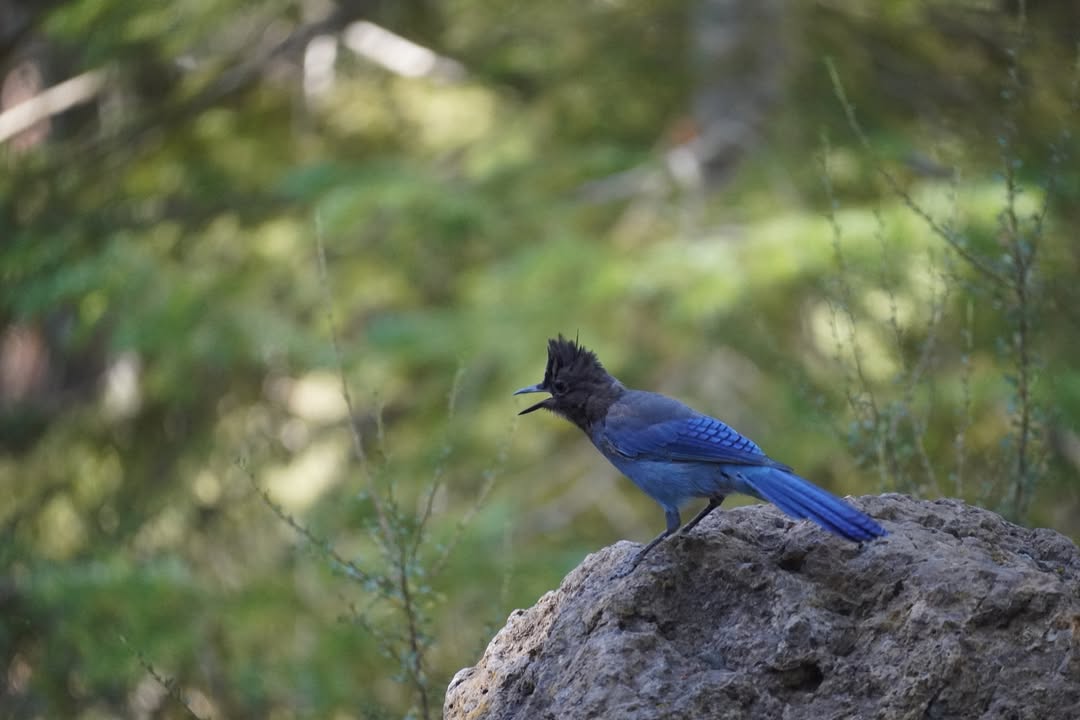 near Trail of the Molten Land