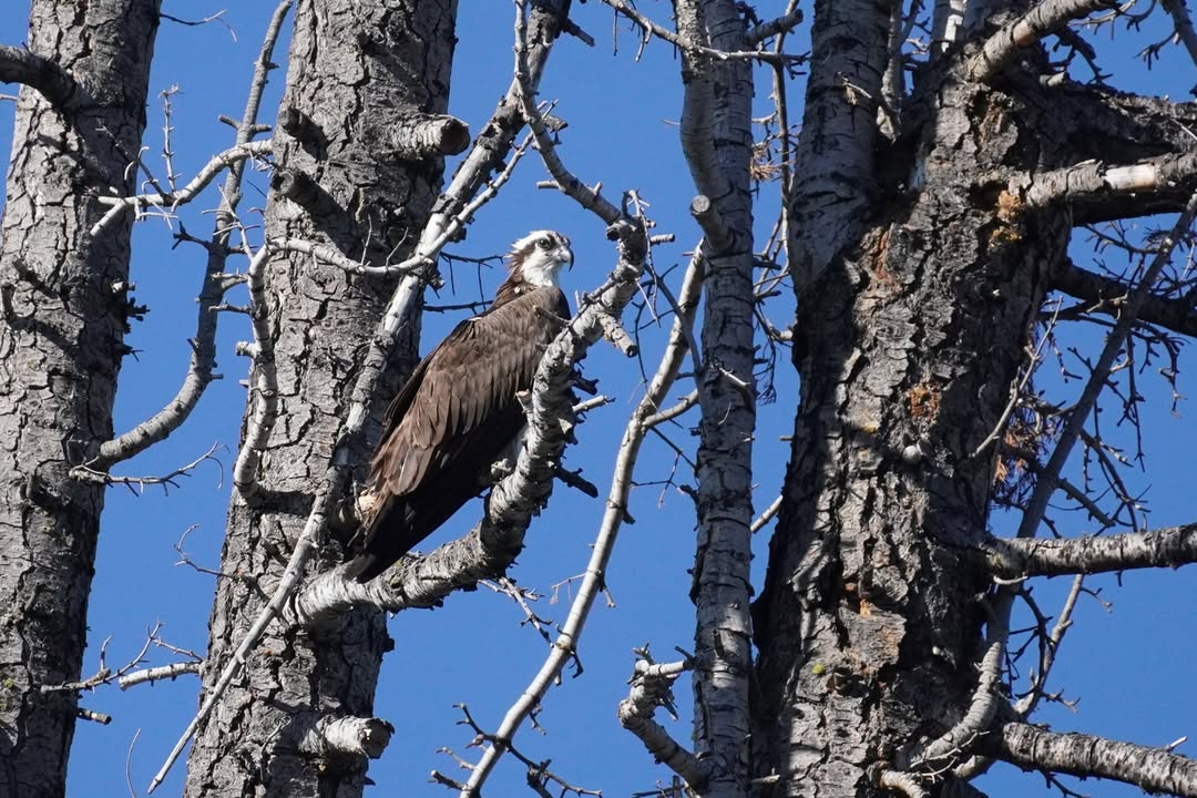 Osprey by Deschutes River
