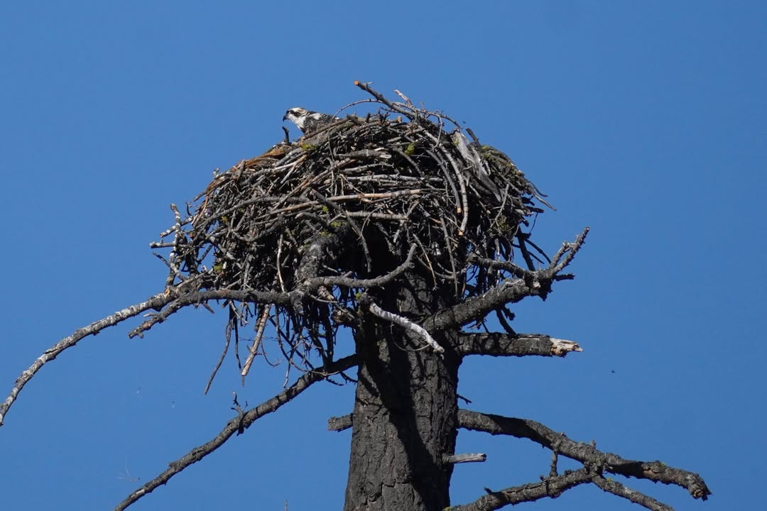 Osprey nest on Deschutes River