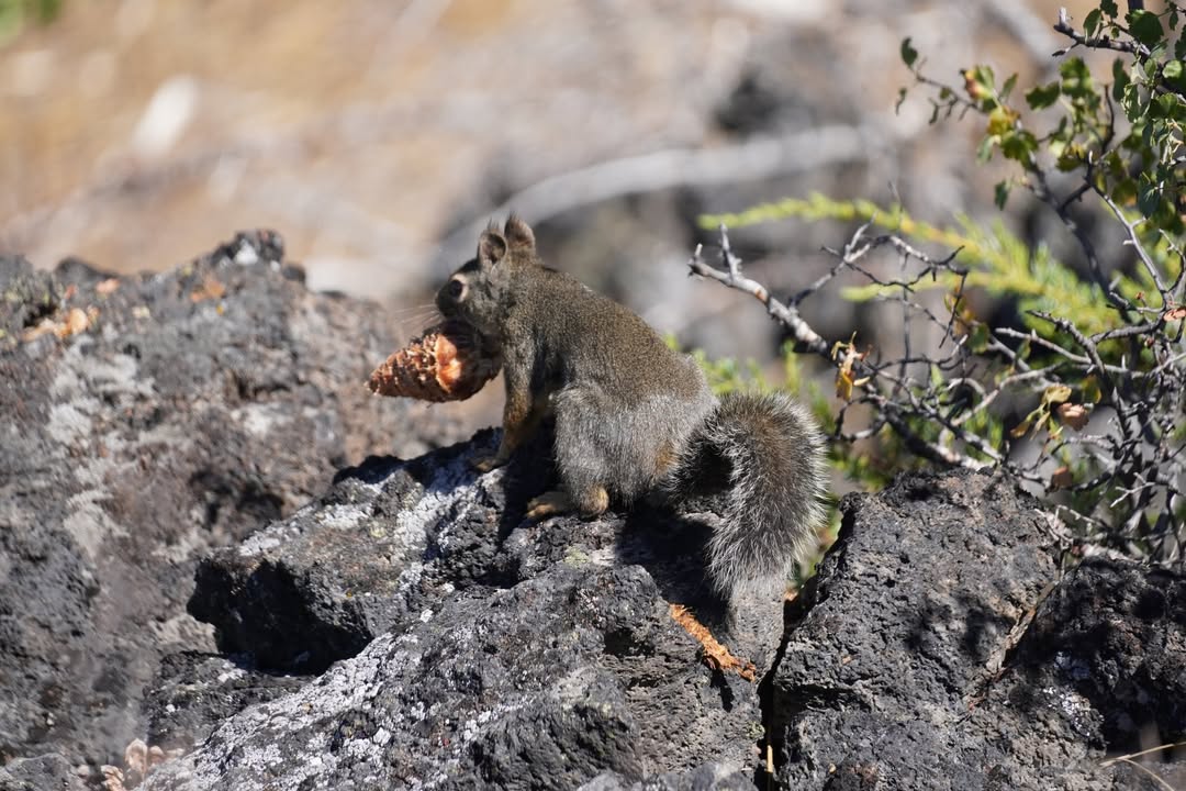 Trail of the Molten Land